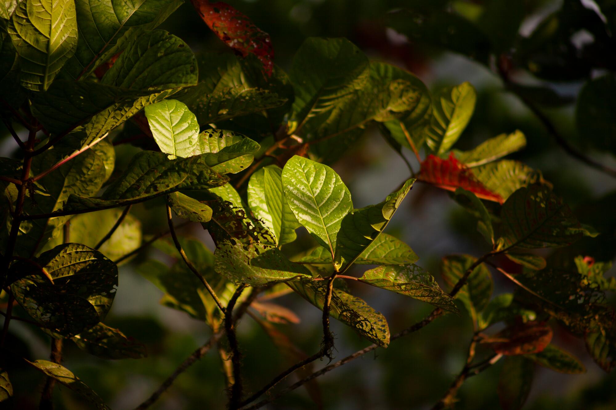 kl_quinine_active-ingredient_field_plant_2020 -11-